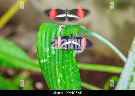 Deux papillons sont sur une feuille verte. L'un est rouge et noir, et l'autre est noir et rouge Banque D'Images