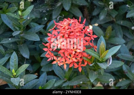 Un bouquet vibrant de fleurs de géranium de la jungle (Ixora coccinea) fleurit à l'extérieur. Connu localement sous le nom de Rongon au Bangladesh. Banque D'Images