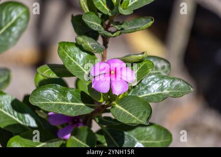 Belles fleurs roses Madagascar Periwinkle (Catharanthus roseus) fleurissant dans un jardin par une journée ensoleillée. Aussi connu sous le nom de Cape Periwinkle, Graveyard Plant Banque D'Images