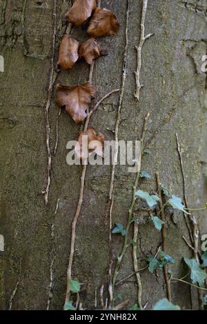 Lierre poussant sur l'écorce d'un arbre. Des lave morts et de nouvelles feuilles. Banque D'Images