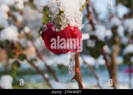 Une rose rouge éclatante figée dans le temps, brillante magnifiquement par une journée ensoleillée d'hiver. Banque D'Images