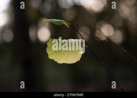 Feuille d'automne sur une branche avec fond bokeh Banque D'Images