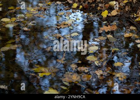 Feuilles d'automne flottant sur un ruisseau dans la forêt de l'Essex avec le reflet des arbres dans le bois Banque D'Images