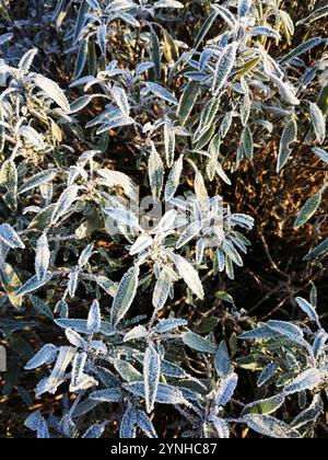 plante de salvia congelée en hiver comme beau fond Banque D'Images