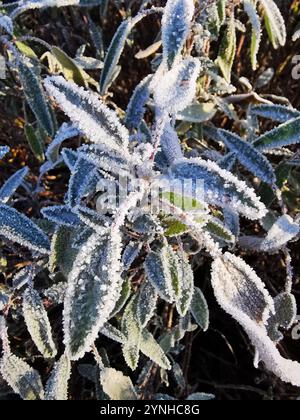 plante de salvia congelée en hiver comme beau fond Banque D'Images