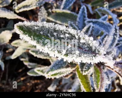 plante de salvia congelée en hiver comme beau fond Banque D'Images