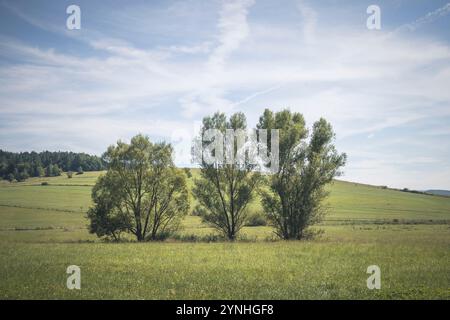 Trois grands arbres s'élèvent dans un champ luxuriant sous un ciel bleu vif, mettant en valeur la beauté de la nature, dans le sud de la Pologne Banque D'Images