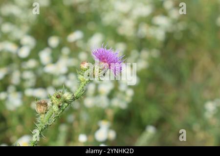 Gros plan belle plante de chardon à fleurs avec des brochettes sur un fond naturel flou Banque D'Images