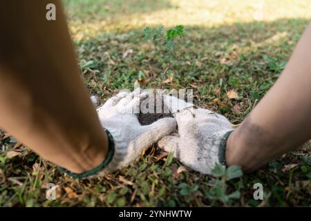 Mains plantant un jeune arbre dans le sol avec des gants, symbolisant le travail bénévole et les efforts de conservation de l'environnement Banque D'Images