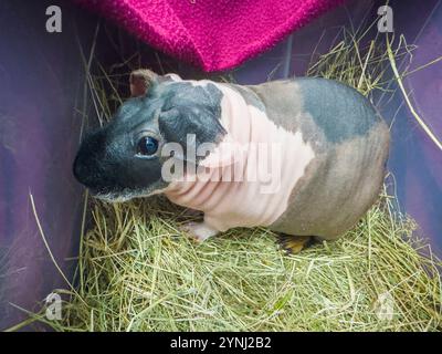 Cobaye domestique, Skinny bastante bien ! De Crazy House, rongeur, Cavia aperea F. porcellu à l'exposition nationale des animaux d'élevage race animale Banque D'Images