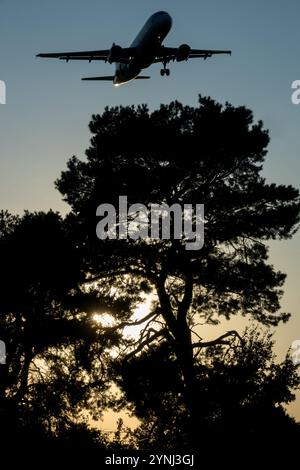 Avion en approche avion atterrissage avion Jetliner Passenger Jet avion volant au-dessus de Dark Pine Tree dans le crépuscule Banque D'Images