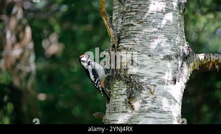 Grand pic tacheté juvénile dans la forêt Banque D'Images