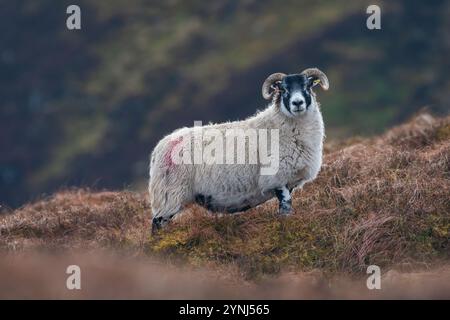 Mouton écossais à face noire, Perthshire, Écosse Banque D'Images