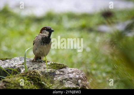 Un petit oiseau est perché sur un rocher dans une zone herbeuse. L'oiseau est brun et noir, et il regarde à sa gauche. La scène est paisible et sereine Banque D'Images