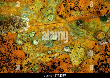 Australie, Tasmanie, Eaglehwk Neck, Forestier Peninsula, trottoir en mosaïque Banque D'Images