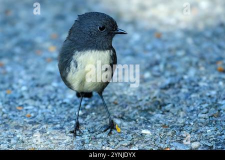 Nouvelle-Zélande, Île du Sud, robin de l'Île du Sud, Petroica australis, toutouwai Banque D'Images