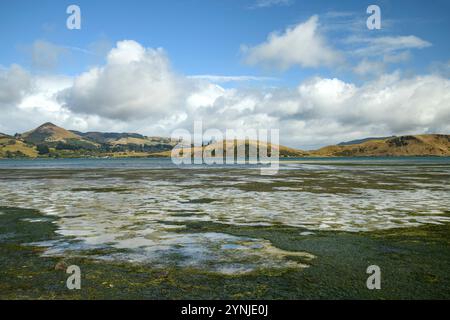 Nouvelle-Zélande, Île du Sud, Otago, péninsule d'Otago Banque D'Images