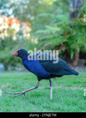 Nouvelle-Zélande, Île du Nord, Rotorua, Pukeko, Swamphen australasien, Porphyrio melanotus, Banque D'Images