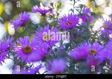 Les asters violets de la Nouvelle-angleterre fleurissent magnifiquement dans un jardin avec le soleil qui brille à travers Banque D'Images