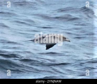 Grands requins (Calonectris) Banque D'Images