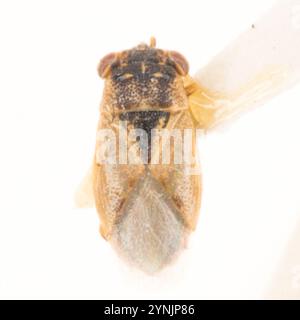 Bug aux gros yeux de l'Ouest (Geocoris Pallens) Banque D'Images