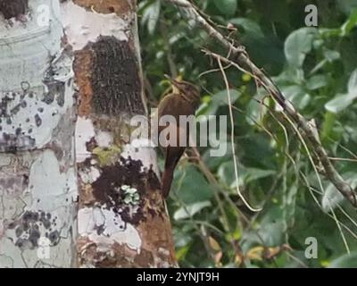 Bûcheron à ailes de Tawny (Dendrocincla anabatina) Banque D'Images