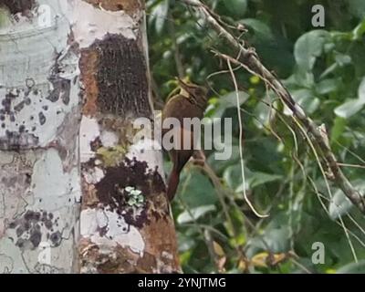 Bûcheron à ailes de Tawny (Dendrocincla anabatina) Banque D'Images