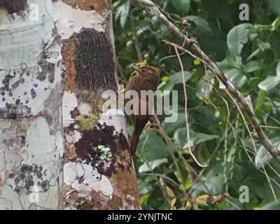 Bûcheron à ailes de Tawny (Dendrocincla anabatina) Banque D'Images