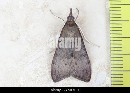 Luzerne des arbres (Uresiphita ornithopteralis) Banque D'Images