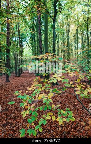 Scène d'automne au Thetford Forest Park, Norfolk, Angleterre, Royaume-Uni - arbres à feuilles de large dans leurs couleurs d'automne entourés de feuilles mortes Banque D'Images