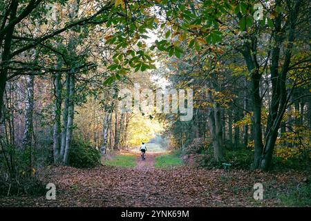 Thetford Forest Park, Norfolk, Angleterre, Royaume-Uni - adolescent à vélo entre des arbres à feuilles larges dans leurs couleurs d'automne entourés de feuilles mortes Banque D'Images