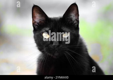 Portrait de Puss, le chat noir mignon regardant la caméra sans aucune émotion, détendu et confiant, ressemblant à une petite panthère noire. Banque D'Images