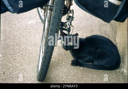 Chat noir et vélo à mars-la-Tour, Meurthe-Moselle, Grand est, France Banque D'Images