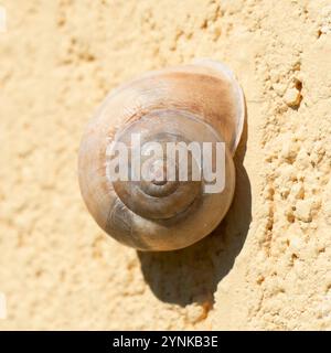 Escargot à bande de chocolat (Eobania vermiculata) Banque D'Images