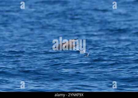 Puffin fuligineux (Ardenna grisea) Banque D'Images