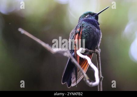Colibri à gorge grenat (Lamprolaima rhami) Banque D'Images