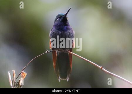 Colibri à gorge grenat (Lamprolaima rhami) Banque D'Images