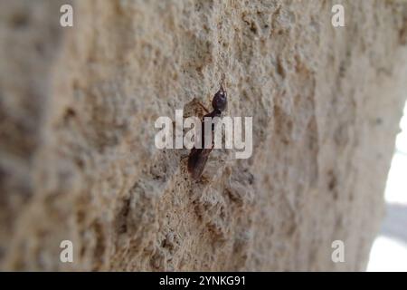 Ant Michelin du sud (Amblyopone australis) Banque D'Images