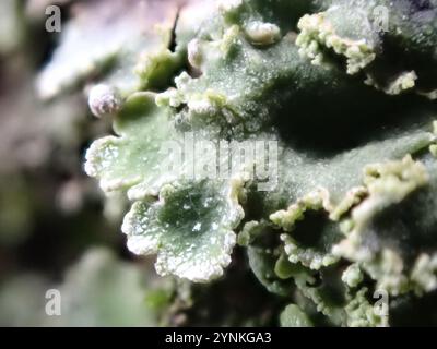 Lichen givré gris (Physconia grisea) Banque D'Images