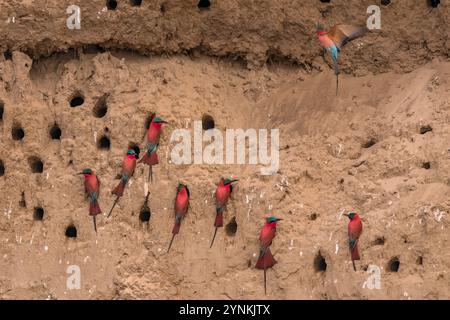 Un troupeau de mangeurs d'abeilles carminées est vu dans le parc national de Mana Pools au Zimbabwe. Banque D'Images