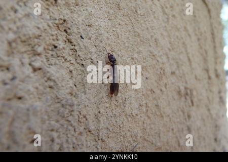 Ant Michelin du sud (Amblyopone australis) Banque D'Images