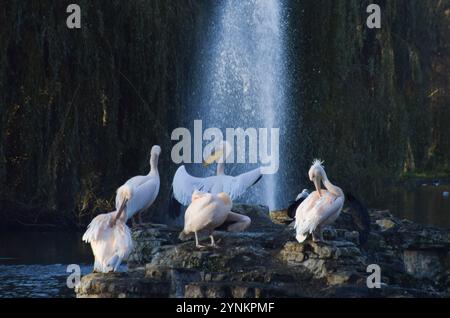 Londres, Royaume-Uni. 26 novembre 2024. Les grands pélicans blancs résidents, également connus sous le nom de pélicans blancs de l'est, se prélasser sur le rocher à côté de la fontaine dans le lac de St James's Park. (Photo de Vuk Valcic/SOPA images/SIPA USA) crédit : SIPA USA/Alamy Live News Banque D'Images