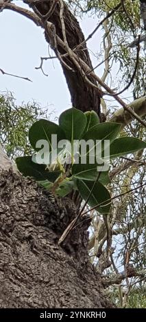 Figue de Port Jackson (Ficus rubiginosa) Banque D'Images