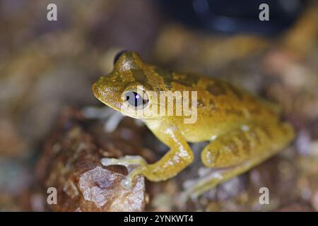 Grenouille terne (Smilisca sordida) Banque D'Images