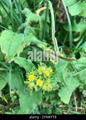 Millepertuis oriental (Sigesbeckia orientalis) Banque D'Images