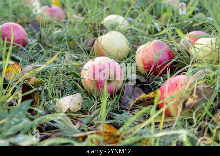 Des pommes rouges mûres reposent dans l'herbe d'un verger Banque D'Images