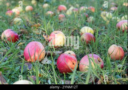 Des pommes rouges mûres reposent dans l'herbe d'un verger Banque D'Images