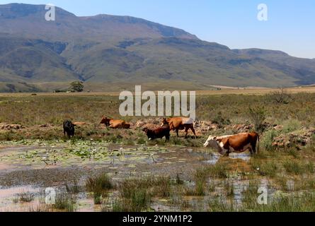 Troupeau de bovins (Bos taurus) dans un étang de nénuphars dans l'Overberg, Cap occidental. Banque D'Images