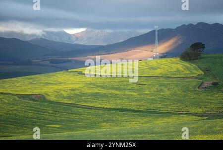 Champs de canola dans l'Overberg dans les montagnes Hottentots-Hollands sur la route R43 dans le Cap occidental. Banque D'Images