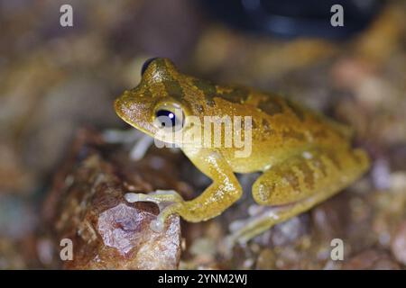 Grenouille terne (Smilisca sordida) Banque D'Images